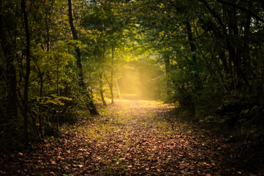 Path