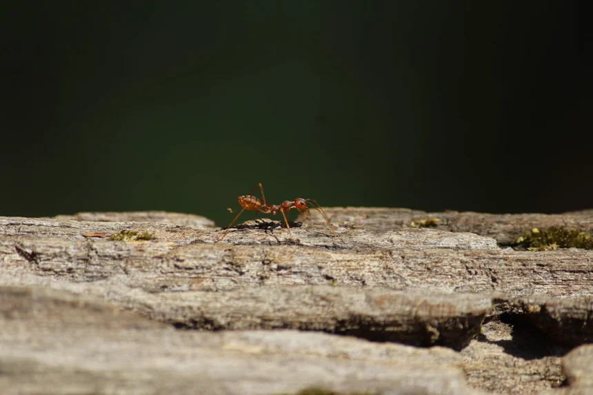 Super ant