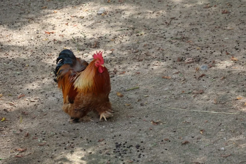Super Chicken
