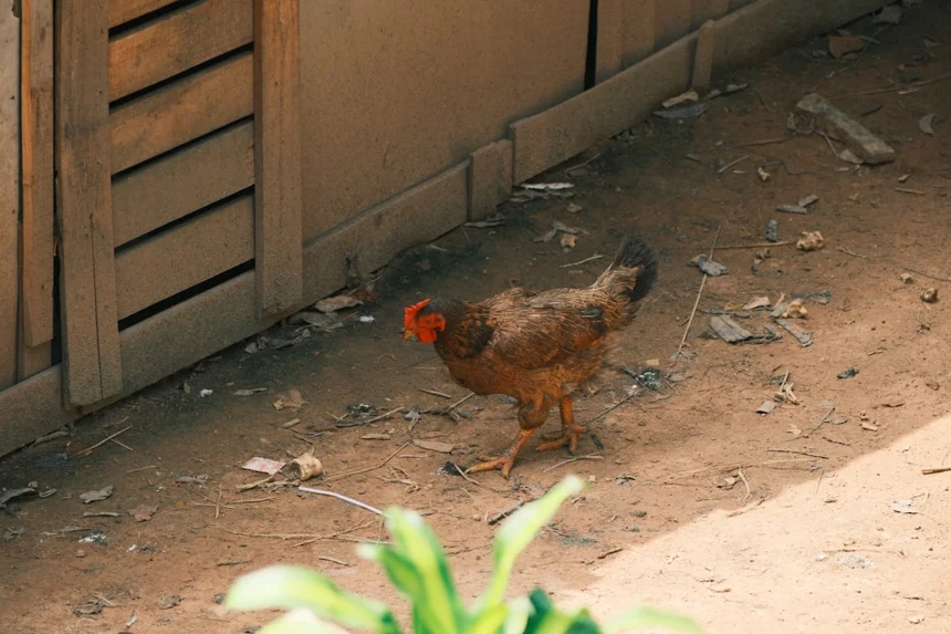 Super Chicken