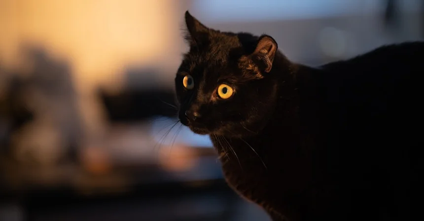 Supermodel