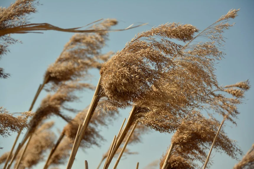 Wind.