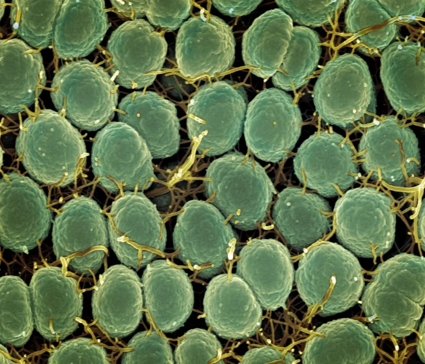 Microbiome