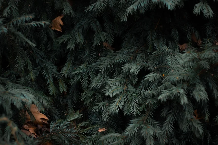 Evergreen