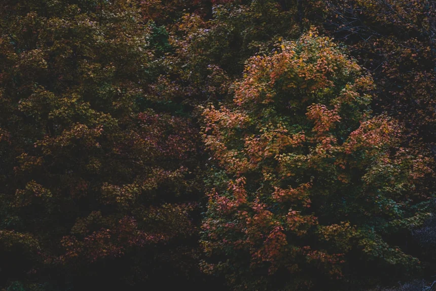 Season
