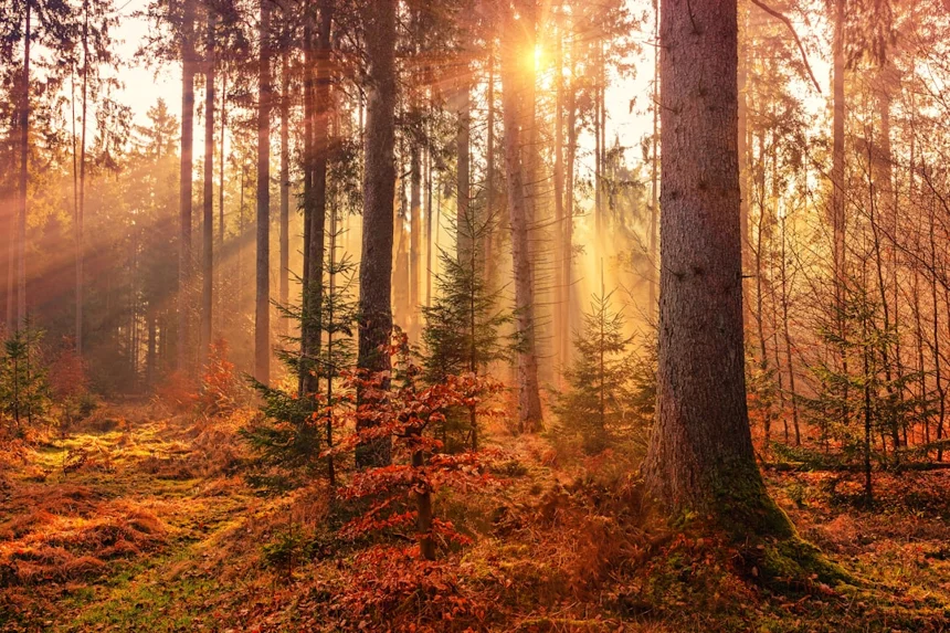 Autumn