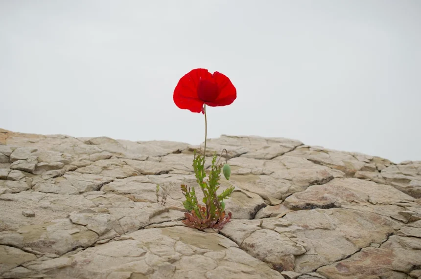 Resilience