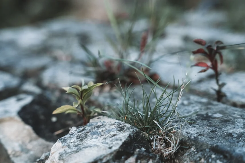 Resilience
